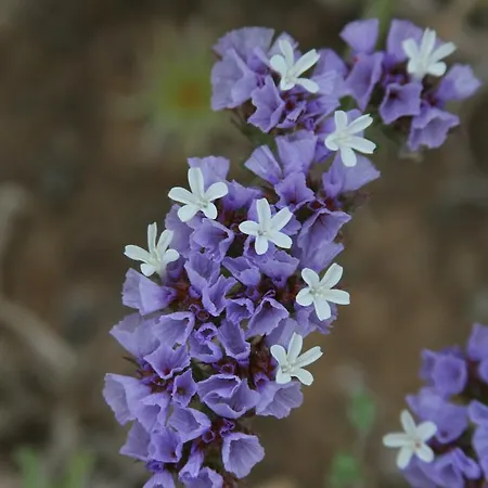 Uzum 5* ボズカーダ