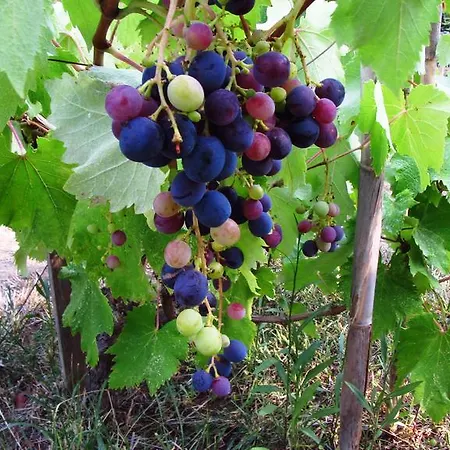 Uzum ホテル ボズカーダ